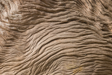 detail of weathered Pohutukawa tree trunk
