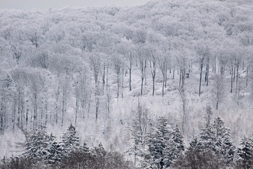 Verschneiter Winterwald im Taunus