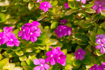 Obraz premium Zierpflanze