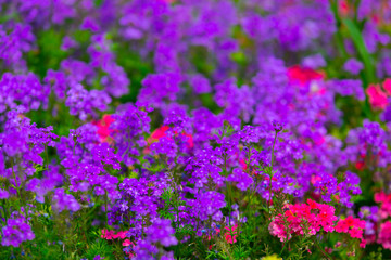 Obraz premium Colorful Garden
