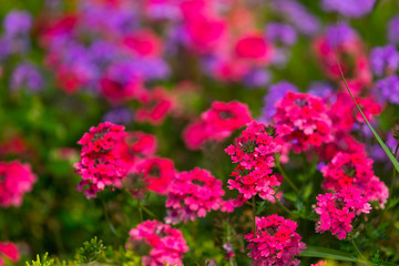 Colorful Garden