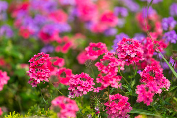 Colorful Garden