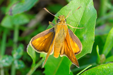 Farfalla