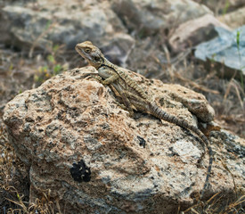 lizard on rock