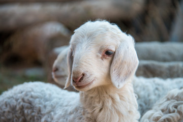 Fototapeta premium Cute Lambs Together