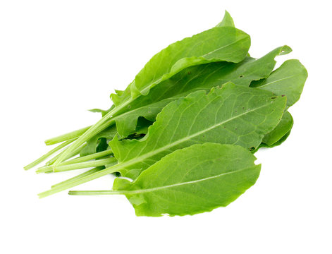 sorrel isolated on white