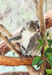 Koala