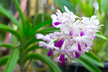 Orchid Blooms