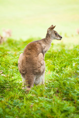 Kangaroo