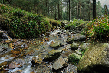 Stream in the forest surrounded by a beautiful scenics
