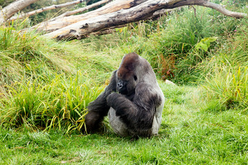 Male silver back gorilla eating green leafs © Bartkowski