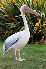 Great White Pelican is one of the largest flying birds in world