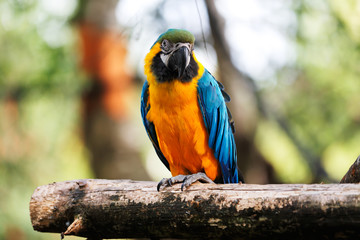 Blue and Gold Macaw Parrot