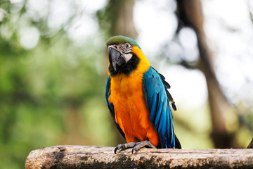 Blue and Gold Macaw Parrot