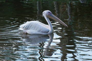 Great White Pelican is one of the largest flying birds in world