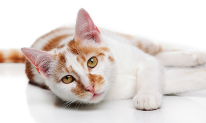 Young white and red cat on a white background