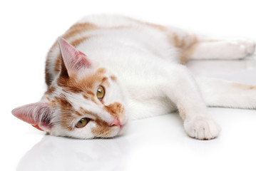 Fototapeta na wymiar Young white and red cat on a white background