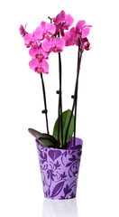 Naklejka na ściany i meble A bunch of pink orchids in a plastic pot on a white background