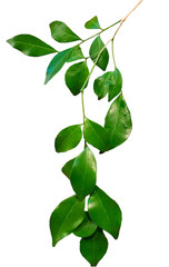 leaves isolated on white background