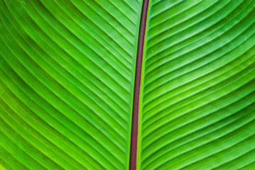 Green leaves