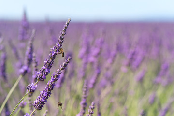 lavender flowers with bee in France