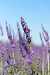 lavender flowers with bee in France