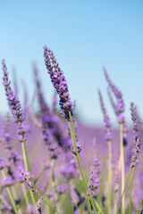 Obraz premium Lavender fields in France