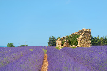 Old ruin in Lavender fields