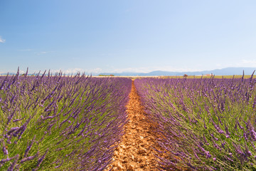 Fototapeta na wymiar Landscape with lavender fields in France