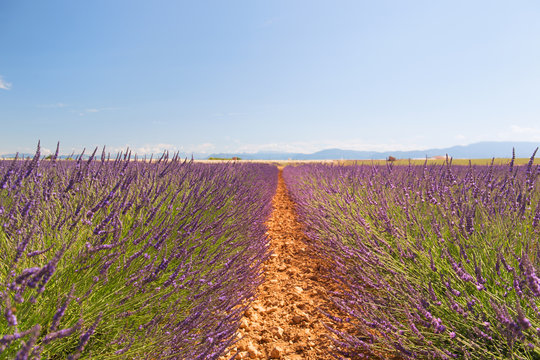 Landscape with lavender fields in France
