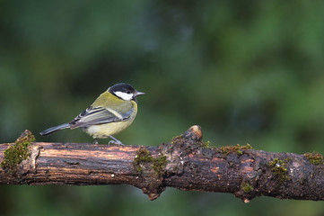 Great tit on tree