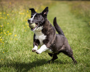 Black and White Dog