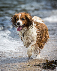 Three Legged Dog