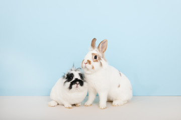 Fototapeta na wymiar Two rabbits on blue background