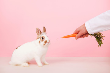 White rabbit eating carrot