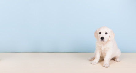 Puppy golden retreiver