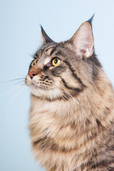 Maine coon cat on blue