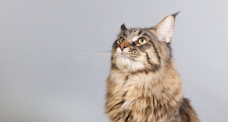 Maine coon cat on gray looking up © Ivonne Wierink