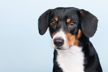 Portrait Sennen hund