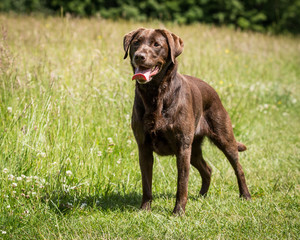 Chocolate Labrador