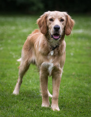 Golden Retriever