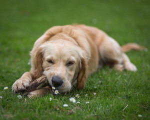 Golden Retriever