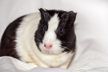 guinea pig