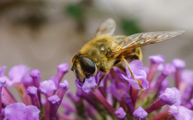 A macro photo of a Hoverfly on a purple Buddleja