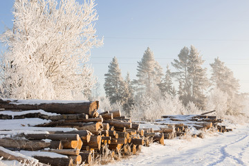 firewood in the winter forest