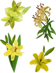 Fototapeta na wymiar four yellow lily flowers isolated on white