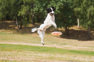 black and white Border Collie Frisbee. Canine sports.