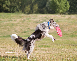 black and white Border Collie Frisbee. Canine sports.