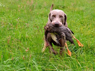 Weimaraner apportiert Ente