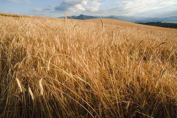 Crop Field